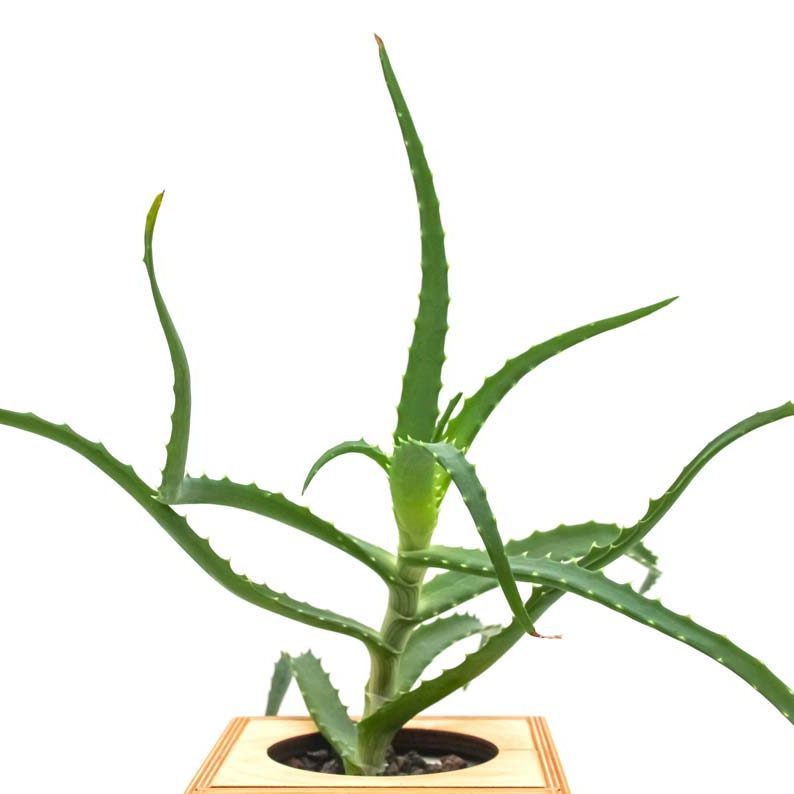hydroponic-system pflanze