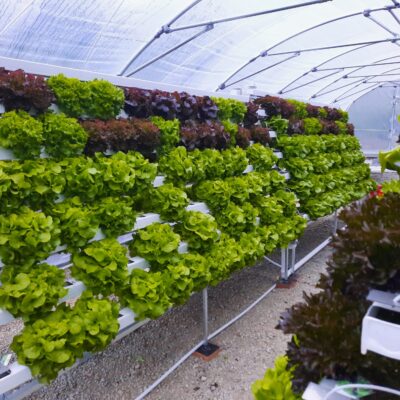 Basis-Paket: maßgefertigte, hydroponische Farm für den Gemüseanbau