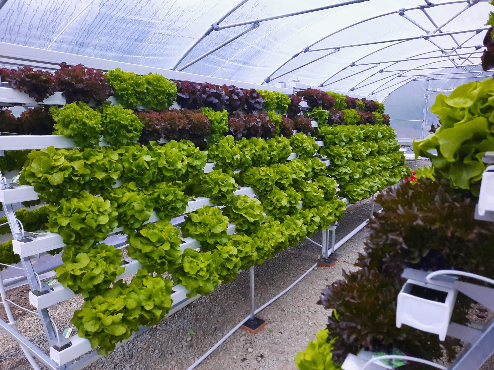 Basis-Paket: maßgefertigte, hydroponische Farm für den Gemüseanbau