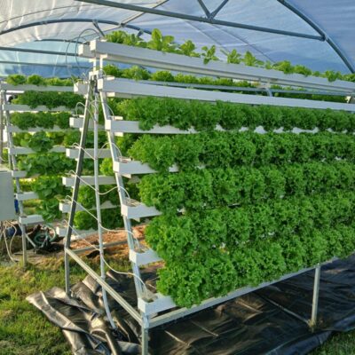Starter-Paket: maßgefertigte, hydroponische Farm für den Gemüseanbau