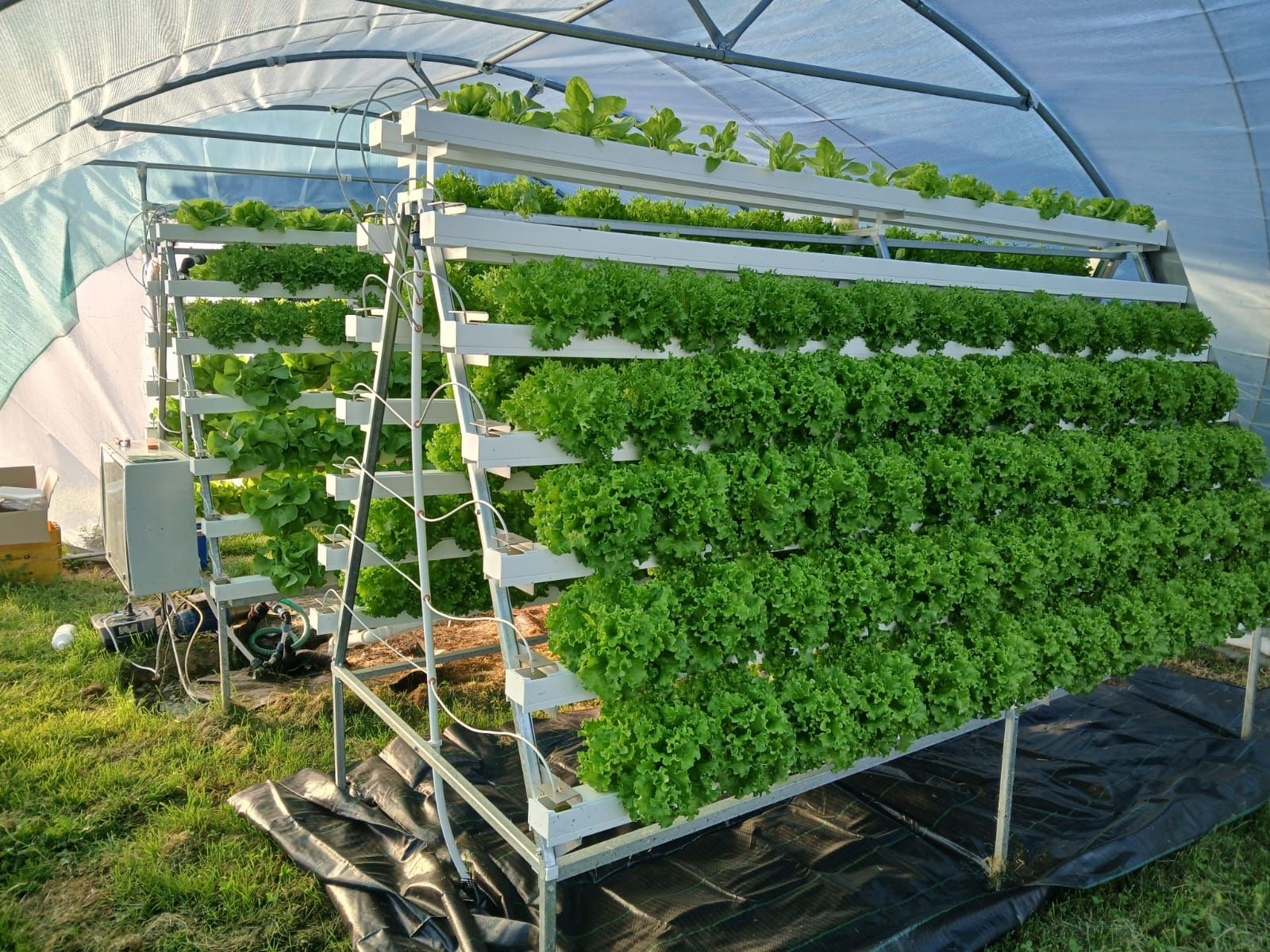 Starter-Paket: maßgefertigte, hydroponische Farm für den Gemüseanbau